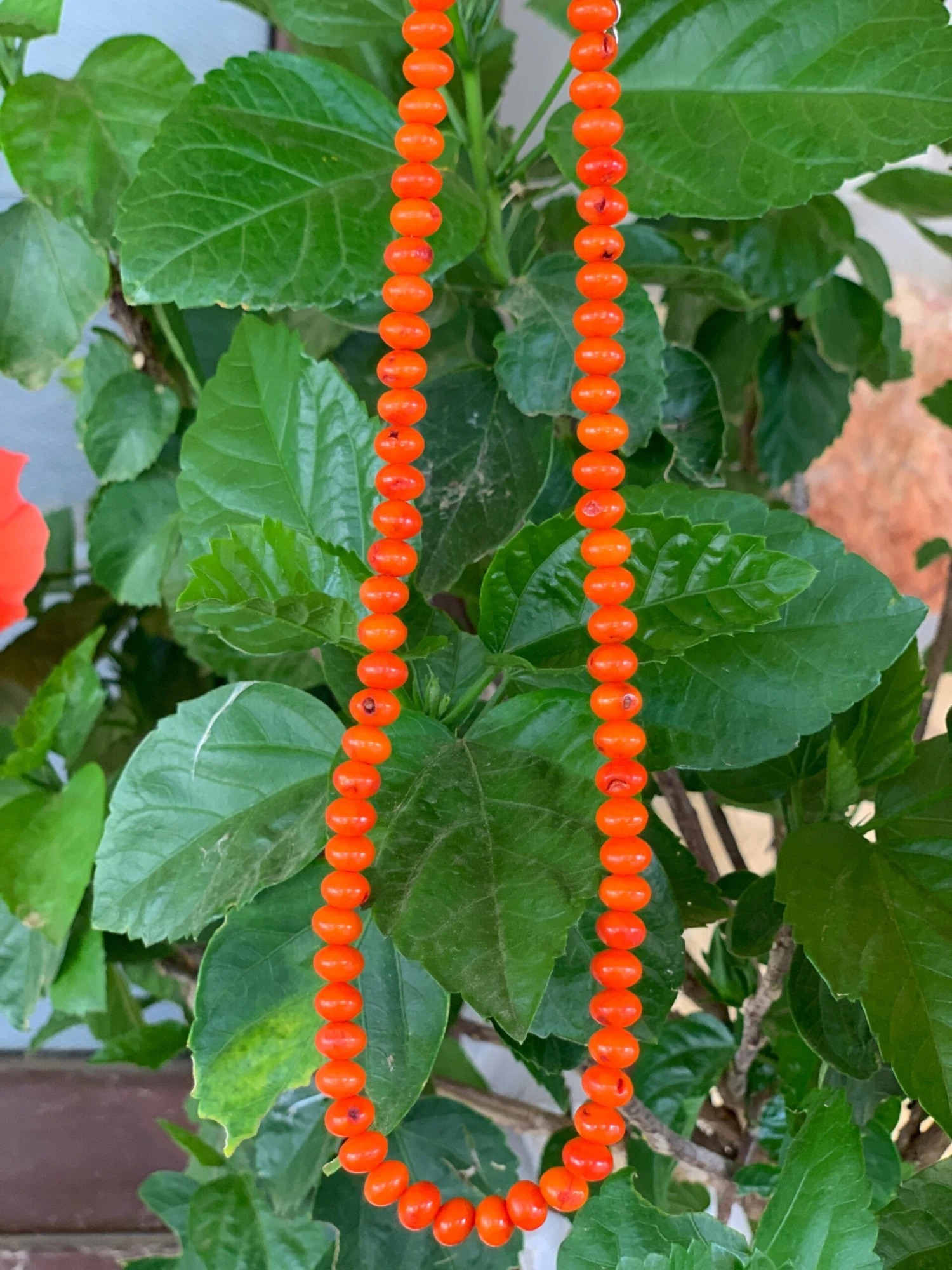 Coral Reef Round Choker 3 Coral Reef Round Choker