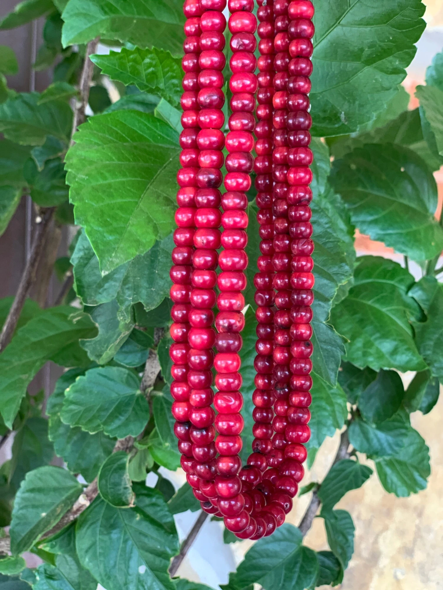 Ruby Slipper Coral Choker 4 Ruby Slipper Coral Choker - Image 2